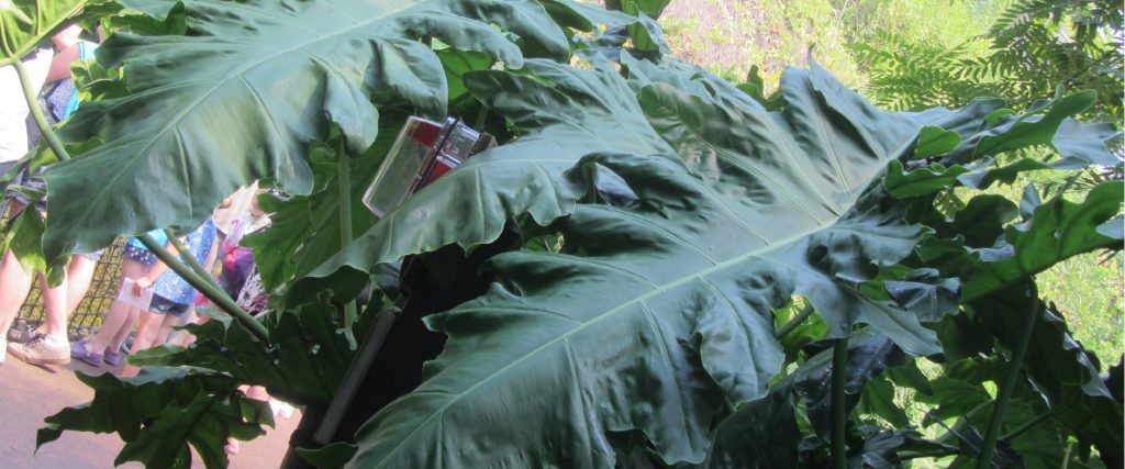 leafy oils whole leaf aloe vera