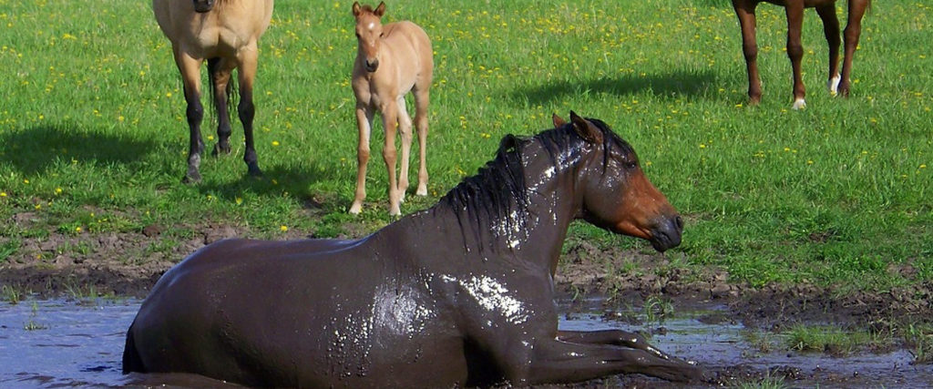 Horses and Mud! Aloeride helps to protect your horse.