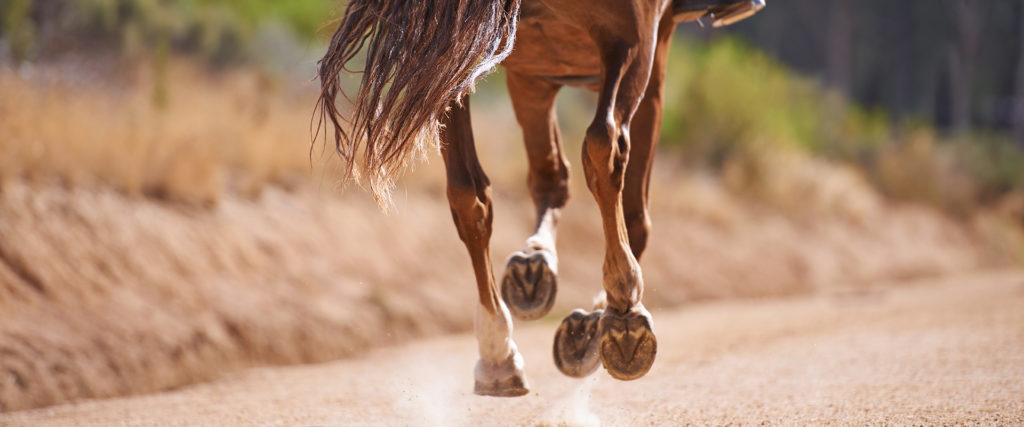 The hard truth hooves hard ground