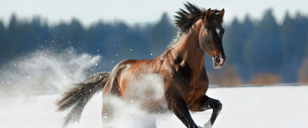 How to get your horse and yard winter proofed