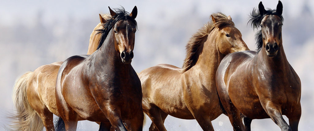 How To Prevent Dehydration In Your Horse This Winter