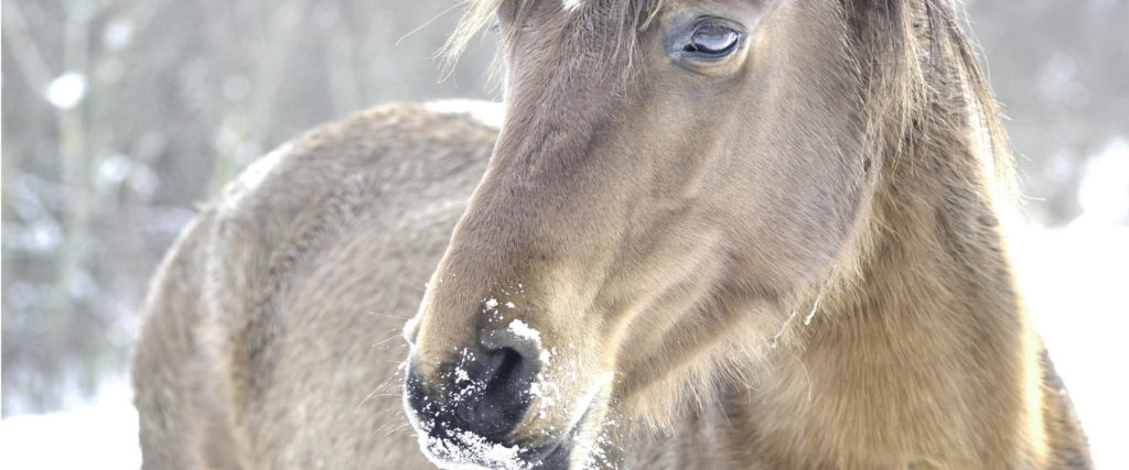 10 TIPS for surviving winter with your horse (Aloeride)