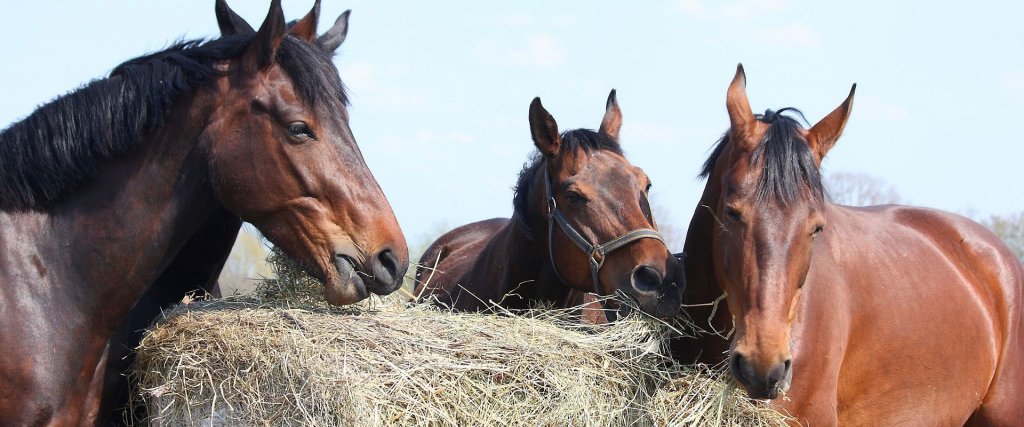 What Happens When Your Horse Eats
