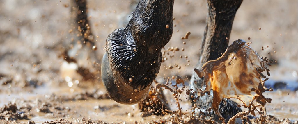 Protecting Horse Hoof Health In Wet Weather