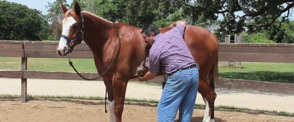 7-signs-your-horse-could-be-suffering-from-ulcers