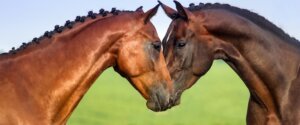 Why Aloeride Is The Best Valentine's Gift You Can Buy Your Horse