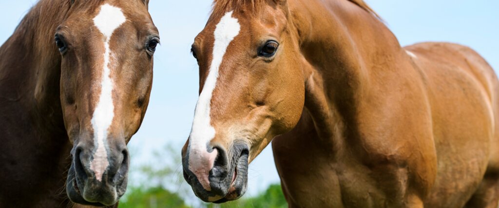 4 Questions Horse Owners Are Asking Google Right Now