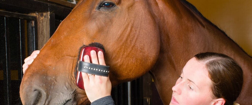 Horses' Winter Coat versus Summer Coat