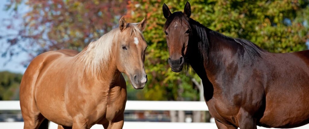 What Horse Wormer For Autumn