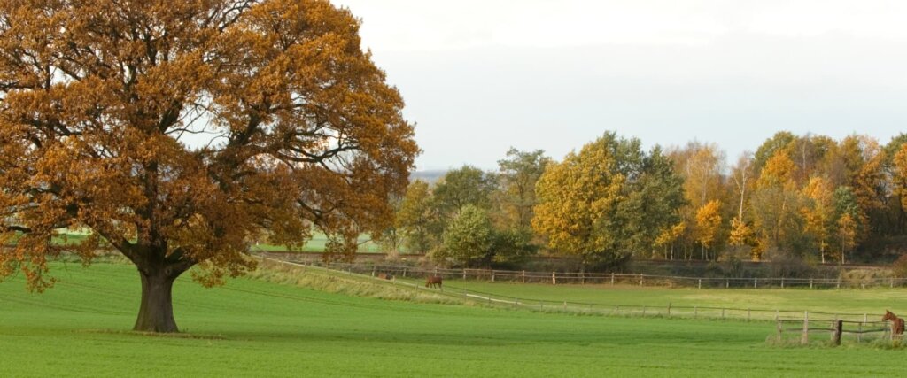 5 Autumn Hazards For Your Horse