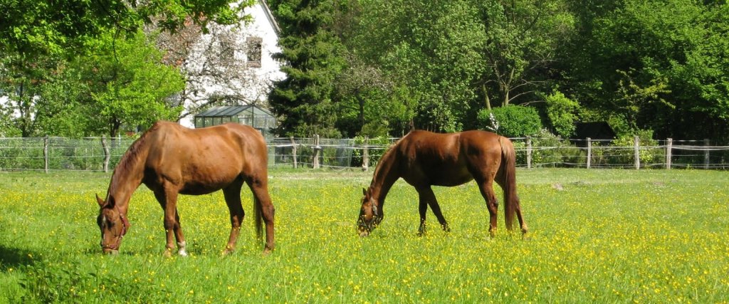 Tips To Enjoy Spring With Your Horse
