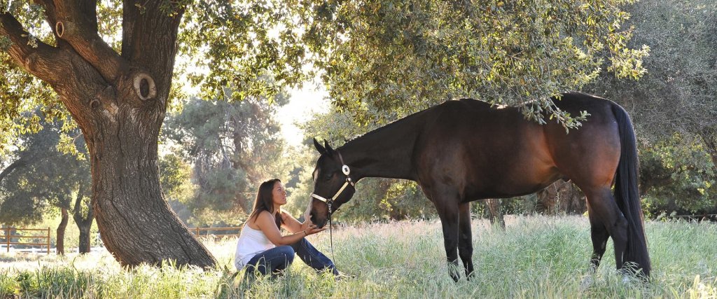Summer Health Tips For Horses