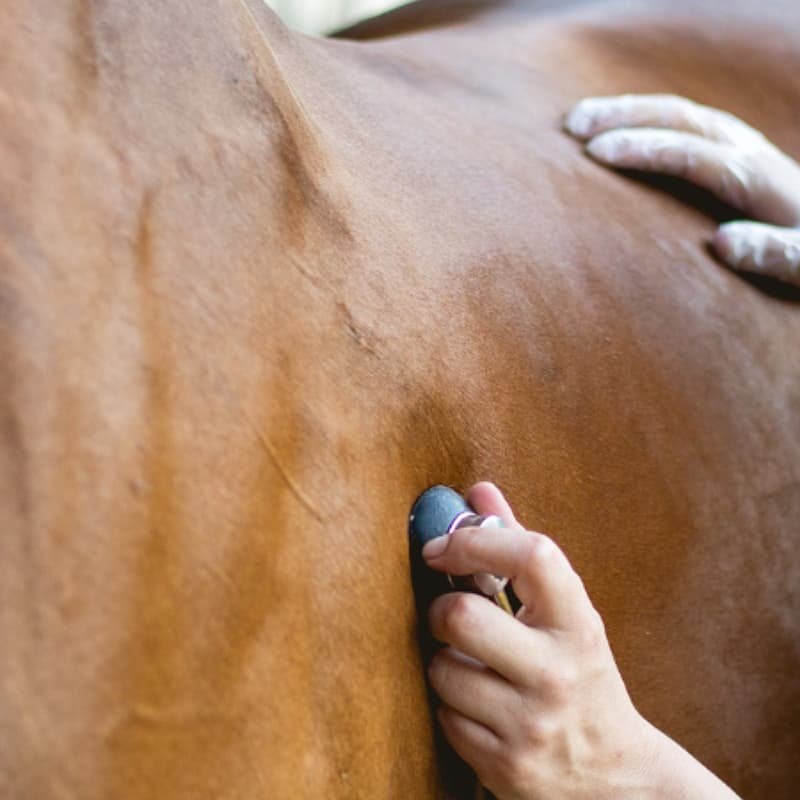 The Most Important Things To Consider When Buying A Horse