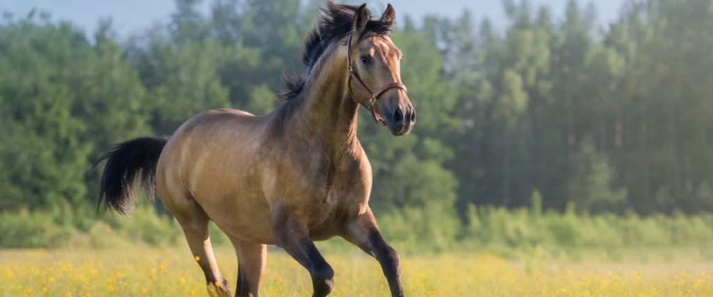 10 Horse Health Questions Answered