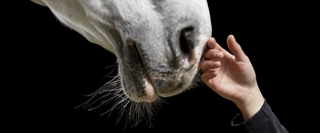 Do You Keep Your Horses Warm During Winter