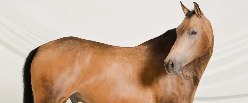 What Are The Symptoms Of Ulcers In Horses