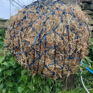 Feed soaked hay immediately after soaking it