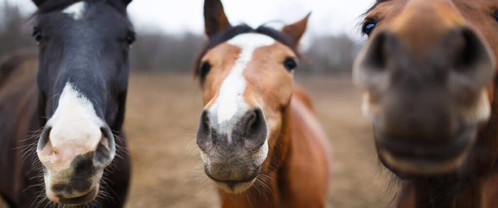 How to Create a Track System for Horses_ A Guide to Healthier, Happier Herds
