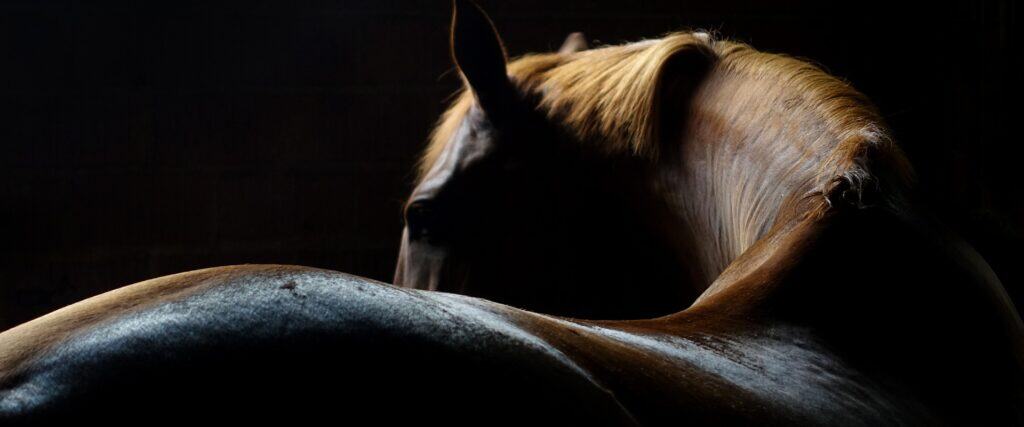 Can You Prevent Kissing Spine In Horses