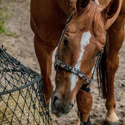Types of Enrichment for Horses