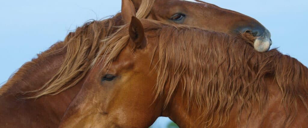 What Is Enrichment for Horses
